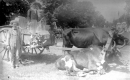 Driver beside Cart