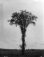 Elm Tree