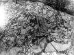 Brecciated Limestone Conglomerate