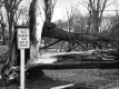 Hurricane Damage Main Green