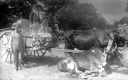 Williston Parade