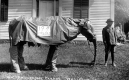 Boy with elephant in Costume