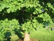Tree Blocking View of Waterman - UVM Green