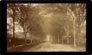 Upper Portion of College Street