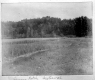 Internal Onion Patch, Maple Hill