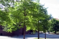 View of Front of Old Gymnasium (Looking South) 2005