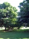 Trees on the Green