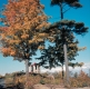 Stone Gazebo
