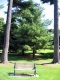 Group of Trees on UVM Green