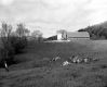 Cows on the John French Farm