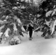 Snowshoeing Through the Trees