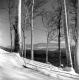 View of the Green Mountains Through Birch Trees