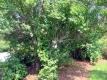Hedge on the Green