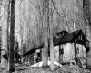Sugar House in the Woods