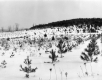Tree Farming