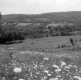 Field with Wild Flowers