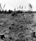 Clearcutting Near a Field