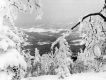 Snow Covered Trees on Top of Sugarbush Ski Area