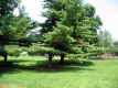 Trees on the UVM Green