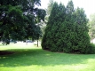 The UVM Green