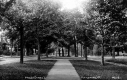 View Down Main Street Median