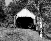 Covered Bridge and Birch Tree