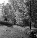 Stone Wall and Trees