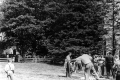 Horse Shoe Games