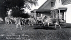 Cows Grazing the Farm