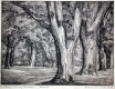 Trees in Manchester