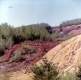 Tailings Pile