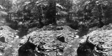 Digging for Gold at Porter's Ravine