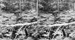 Fallen Tree Over a Stream