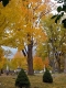 The Maple Growing Over Robert Frost's Grave