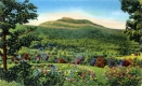 View of Camel's Hump