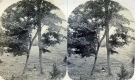 Twin Tree