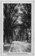 College Street with Elms