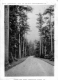 Shelburne Farms Pines