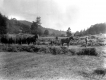 Harvesting Hay