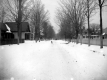 Dog in Street