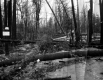 Hurricane Damage at Ethan Allen Park