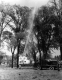 Tree Spraying