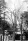 Dead Elm Tree