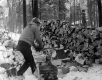 Splitting Firewood