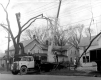 Felling a Dead Elm Tree