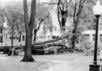 Fallen Tree in City Hall Park