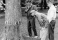 Examining an Elm Tree