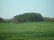 Small Forest On Shelburne Farm