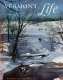 Ducks Swimming in Icy Creek in Woodstock