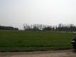 Elm Swamp - no elms